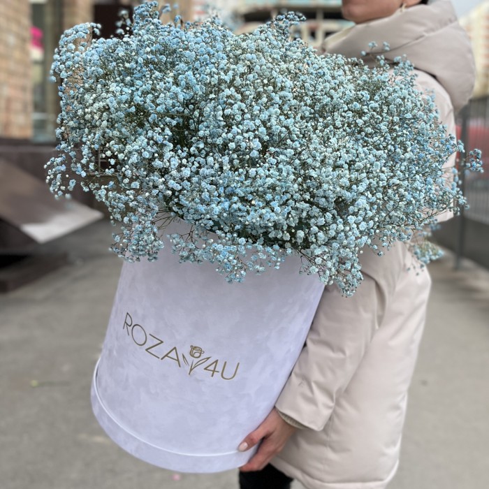 25 голубых гипсофил в бархатной коробке